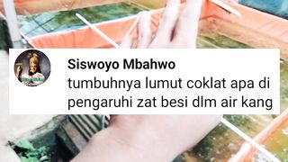 Apakah tumbuhnya LUMUT COKELAT dipengaruhi oleh KADAR BESI di air❓