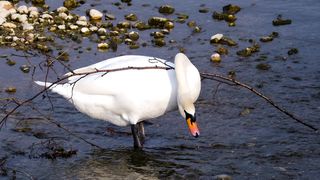 Swan bird water bird