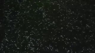 Berapa ratus ribu jumlah larva lele di kolam ini❓ Jawaban yang benar dapat THR ????