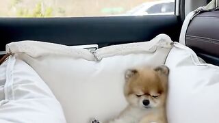 dog sleeping exhausted in car