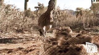 Roadrunner Attacks Rattlesnake Exclusive Video.