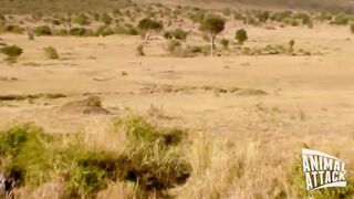 Lion Attacks Leopard Lion vs Leopard.