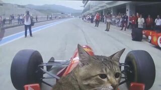 Cat driving Formula One for the first time