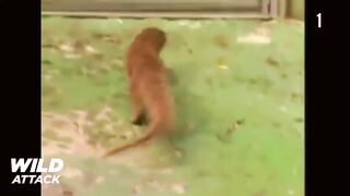 Cobra vs Mongoose Fights.