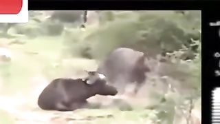 Buffalo Attacks Lion! Crazy Buffalo vs Lion Fight!.