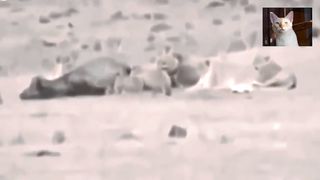 Amazing lion eaten alive buffalo.
