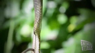 Spider vs Snake Spider Eats Snake #HD.
