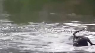 The most dangerous killer crocodile. Watch how the leg of a bull was cut off.