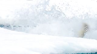 The polar bear smells prey 30 km away