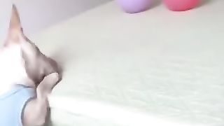 Chien intelligent