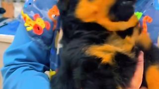 animales#funny vedios#funny#dog#cut#cats#cat#