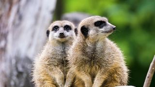 Suricate, Curieuse, Mignonne
