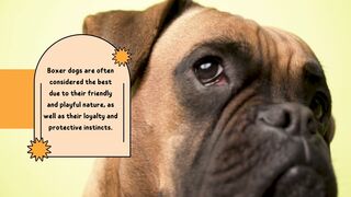 Pet Boxer Dog Musical Compilation