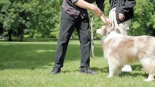 "A Day in the Life of My Beloved Pet: A Heartwarming Journey"