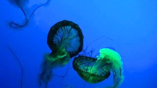 Deep in the sea there is beauty ????