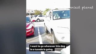 Funny Dogs And Cats Videos 2024 ???? - Best Funniest Animal Videos Of The week #14