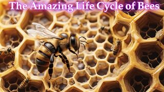 Buzzing Through Life: The Bee's Journey