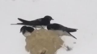 اذا عشش هذا الطائر في بيتك فاعلم أن الرزق يأتيك6.