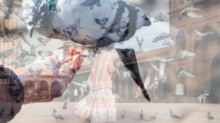 أصوات الطيور والحمام والعصافير - pigeon and sparrow pictures.