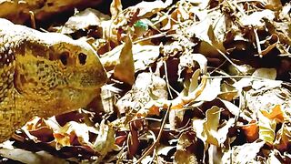#amazinganimal #wildlifeoftiktok #animalslifestyle #fyp