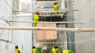 Love birds