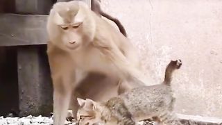 Monkey with cat