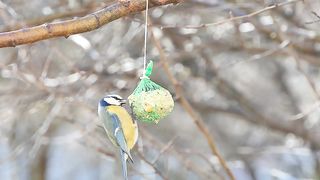 Des oiseaux, Seins, Mésange bleue