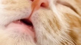 Cat sleep
