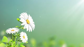 flower animation for wedding invitation background - AdalineTV