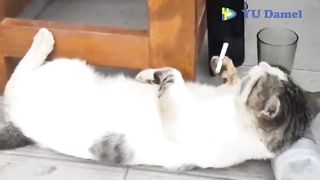 nost cat behavior