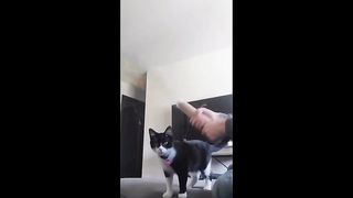 Comedic Cat Situations: Hilarious Laughs!