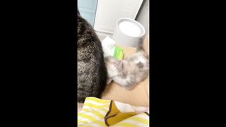 Cute Moments between father and son
