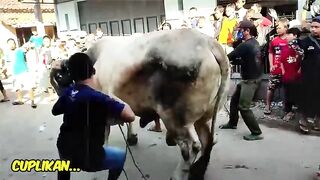 the sacrificial cow went berserk
