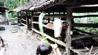Bermain dengan sapi, ngasih makan rumput gajah