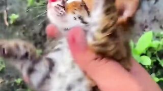 This kitty found his person????
