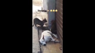 Hilarious Moments Worth Watching!