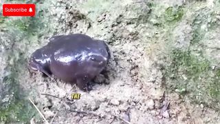 KATAK UNGU AMFIBI |hewan aneh nomor 10 ..