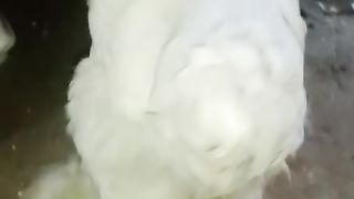 White white and green beans