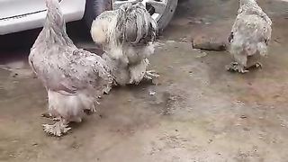 Motor car and hens