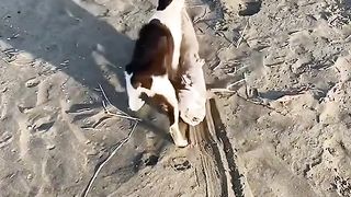 cat catches big fish in the river
