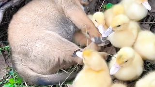 the puppy who was very sleepy slept with the ducklings