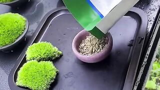 moss reproduction #shorts