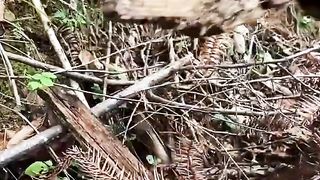 ???? Moss Micro Landscape bonsai art works welcome to subscribe #shorts  #flower #garden #gardener