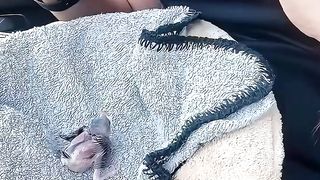 This family rescued a baby bird fallen from the tree and adopted it #shorts