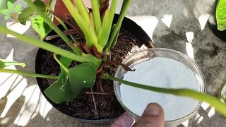 Apenas 1 copo faz Explodir de tantas flores (Qualquer planta)