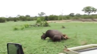 یہ افریقن سانڈ اتنے خطرناک بھی ہوتے ہیں - Why African Buffalos Are So Dangerous - Facts in Urdu