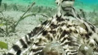 The Mimic Octopus
