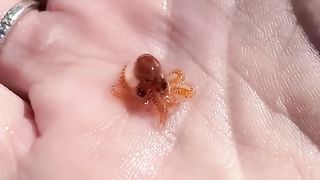 A kind man saved a baby octopus and gave it home