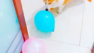 Dog Funny Video