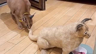 Pumba’s clone steals the food again. Consequences are fatal
